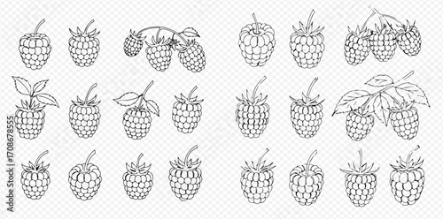 A set of hand-drawn raspberry illustrations in a black and white line art style on a checkered background.