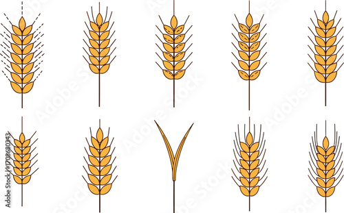 Wheat ears vector illustration agriculture harvest crop editable vector