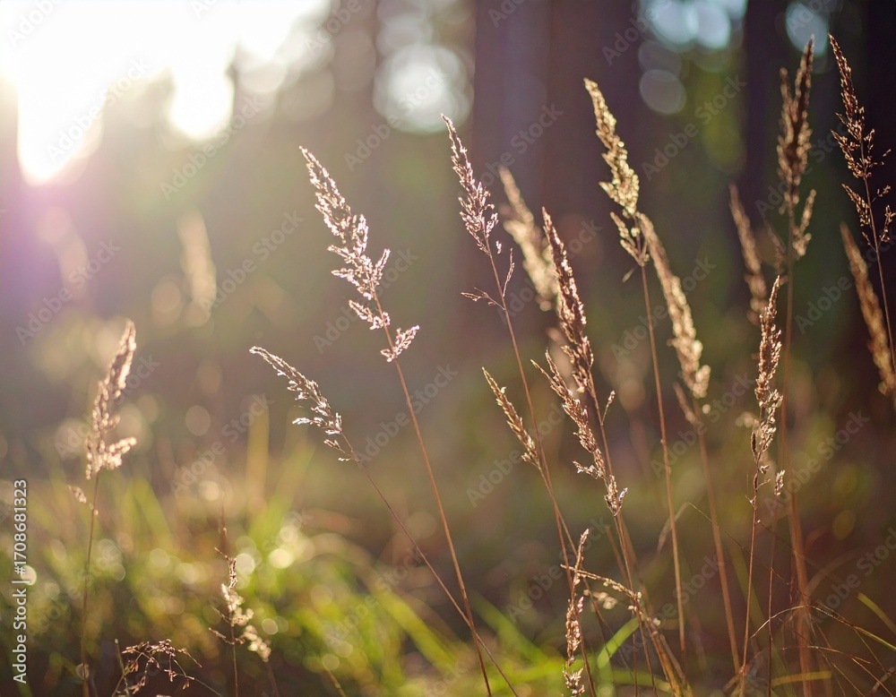 Fototapeta premium Golden Hour Sunlight Through Wild Grass in a Serene Meadow.