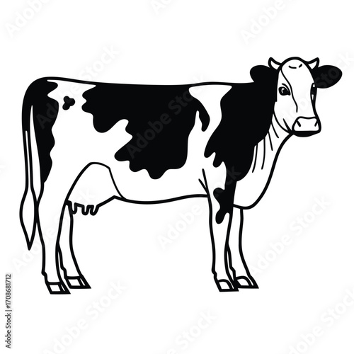 black and white cow