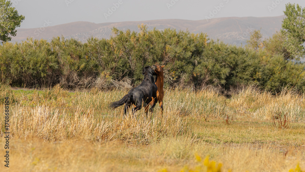 Fototapeta premium Dust swirls as a black and a brown mustang clash fiercely in a show of dominance over the herd.