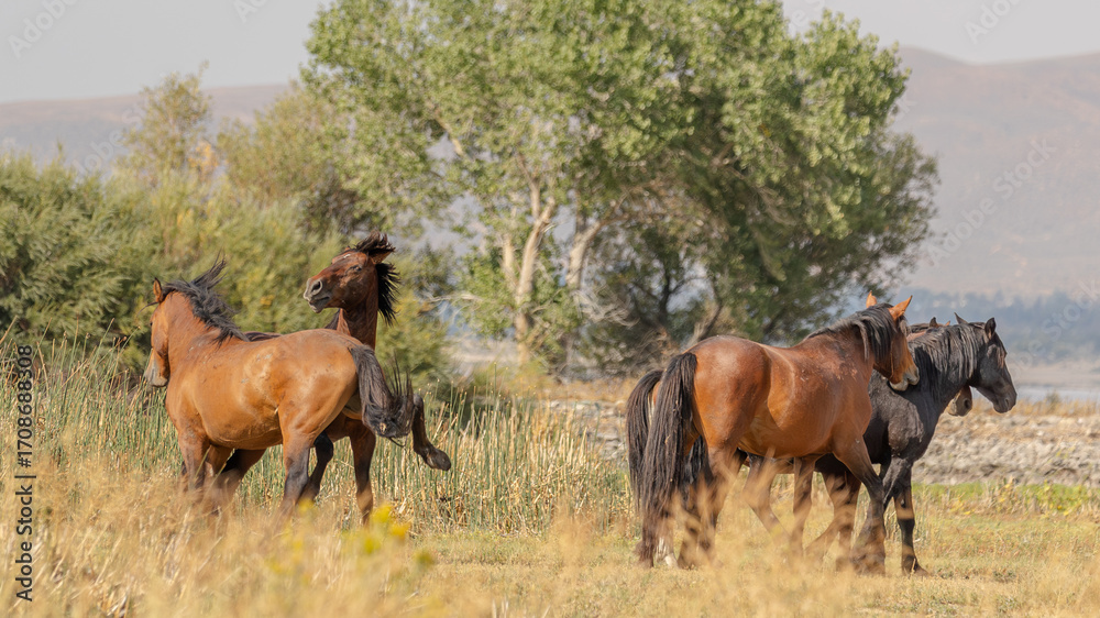 Fototapeta premium Wild mustangs engage in a fierce battle against the backdrop of Nevada wilderness.