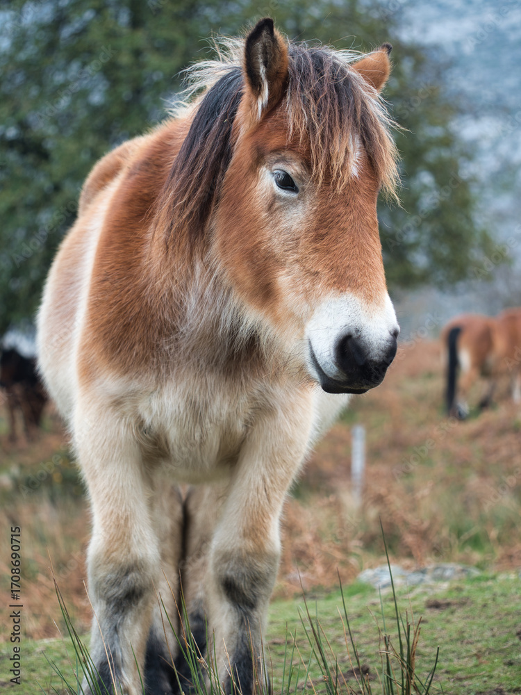 Obraz premium Friendly horse in the Spanish mountains - A close-up portrait of a friendly, wild horse looking directly at the camera, with a misty mountain landscape in the background.