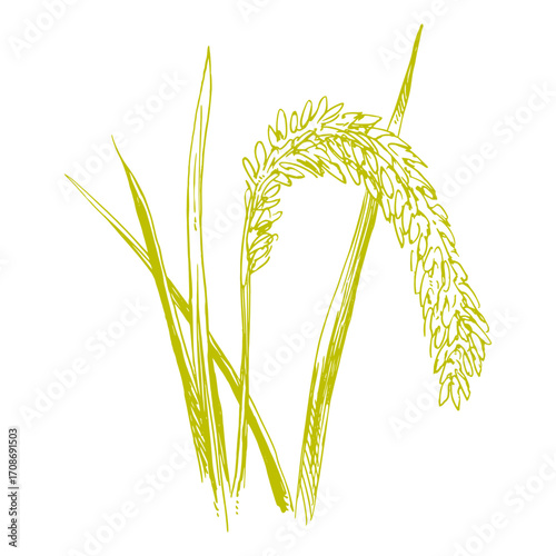 paddy weats floar wheet gold field