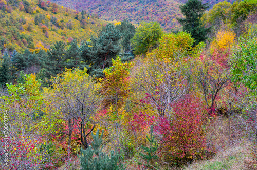 Fall mountain forest, autumn colorful trees texture background.