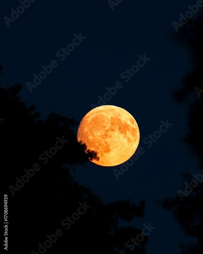 full moon in the night