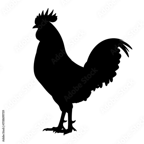 rooster isolated on white background