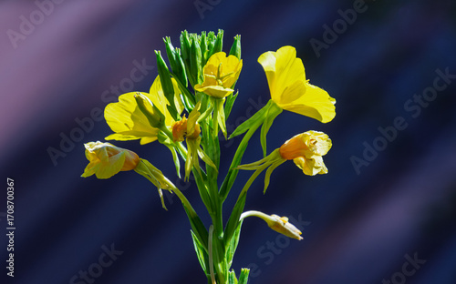 Foto Yellow common evening primrose wild flower, Oenothera biennis, in different stag