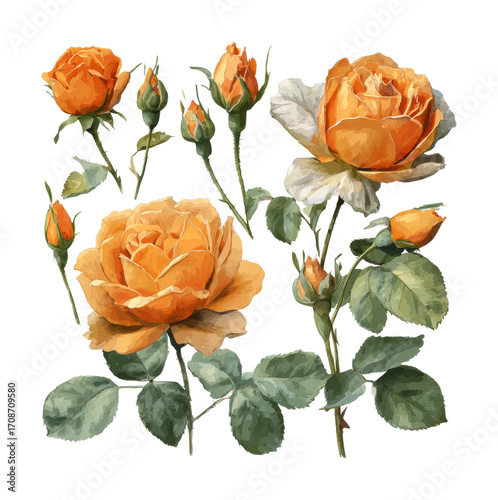 Vibrant orange roses blooming in nature floral aesthetic isolated on transparent background
