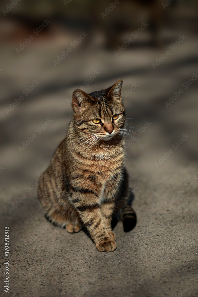 Naklejka premium Portrait of cute fluffy cat