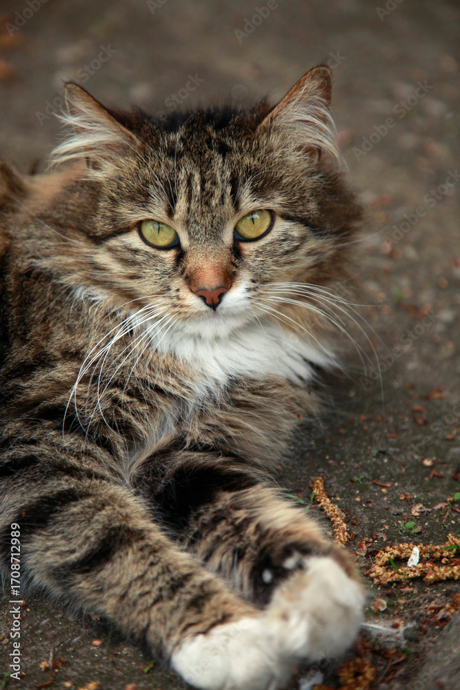 Naklejka premium Portrait of cute fluffy cat