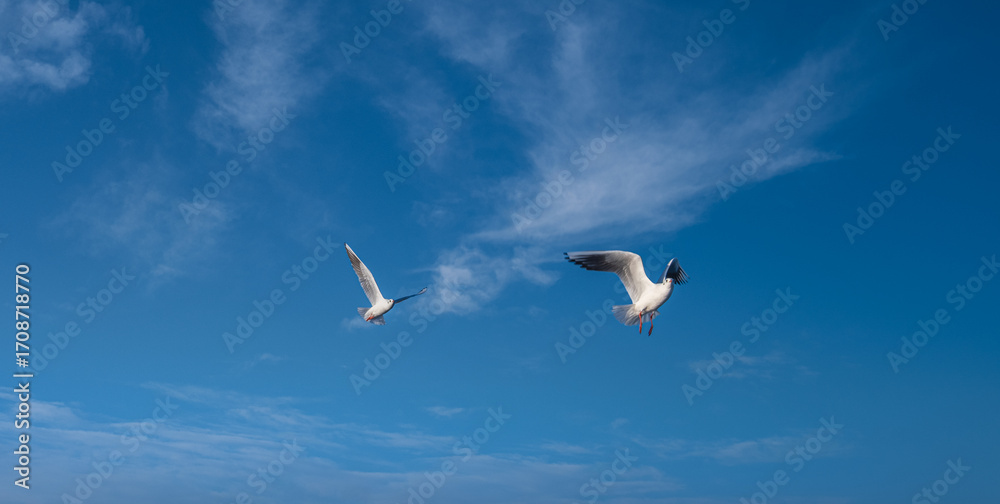 Obraz premium seagulls flying in the blue sky.