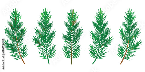 Five Green Pine Branches with Needles on White Background.  Pine, branch, needle, green, plant, nature, evergreen vector illustration. 