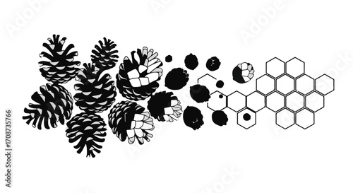Nature's transition from organic pinecones to geometric honeycomb patterns