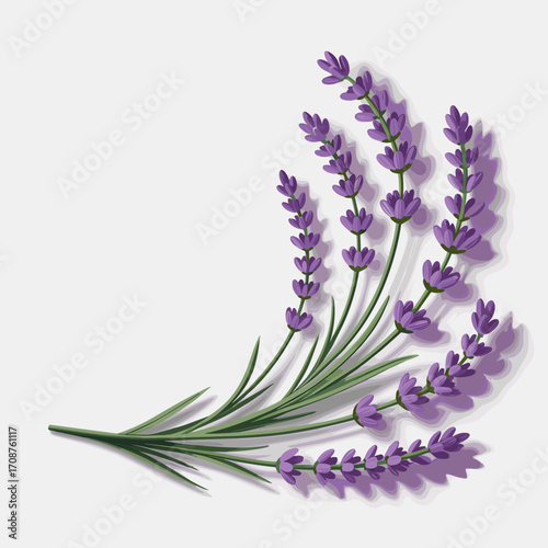 Fresh Lavender Sprigs Vector Illustration