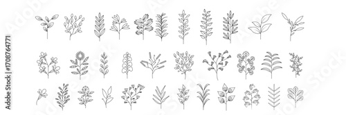 Plant brunches doodle illustration including different tree leaves. Hand drawn cute line art of forest flora - eucalyptus, fern, berries, blueberries. Outline rustic botanical drawing for coloring