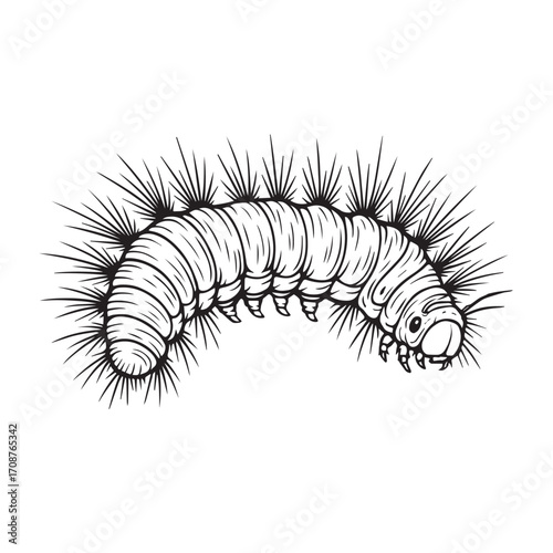 Black and white vector drawing of a fuzzy caterpillar, outlined with bold black lines, showing detailed segmentation, hair, and realistic insect structure.