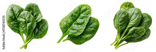 Set of Fresh spinach leaves isolated  on transparent png background. Ai generated