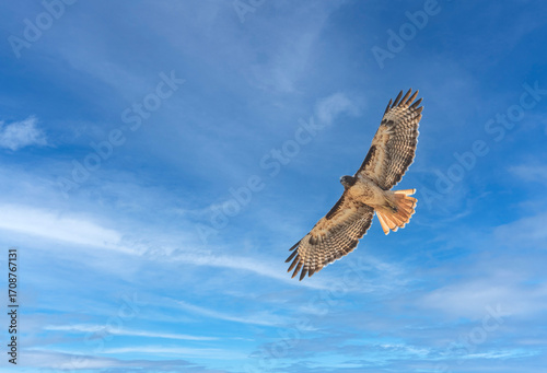 Red tailed hawk in soaring flight