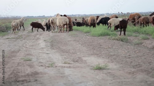 A herd of goats and sheep in the countryside