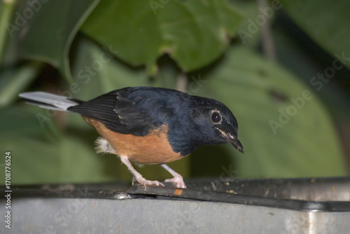White-rumped Shama, Copsychus malabaricus, perched