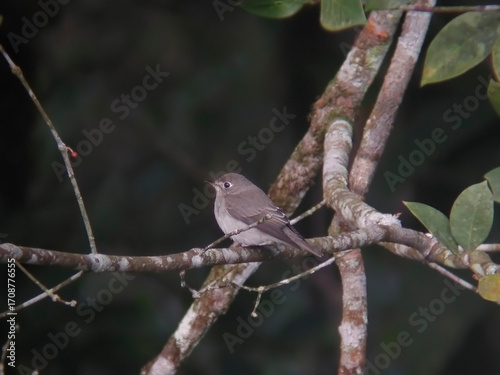 Asian Brown Flycatcher, Muscicapa latirostris, perched