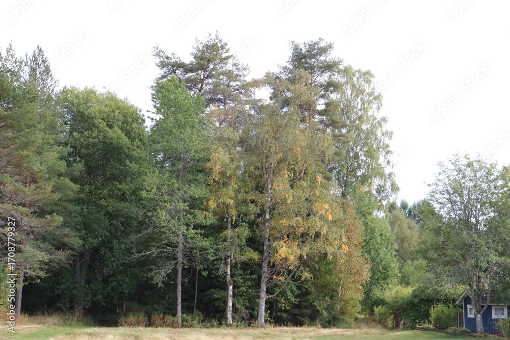 Fototapeta premium trees in the park, late summer