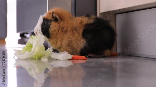 The guinea pig eats salad at home