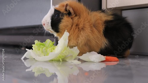 The guinea pig eats salad at home