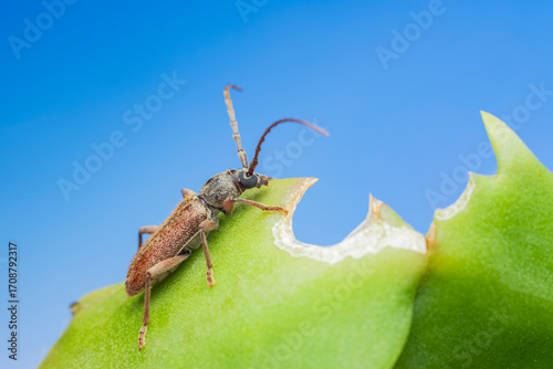 Longhorn beetle on cactus