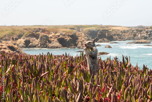 Cute Squirrel Munching in a Flower Patch on Oceanside Cliffs