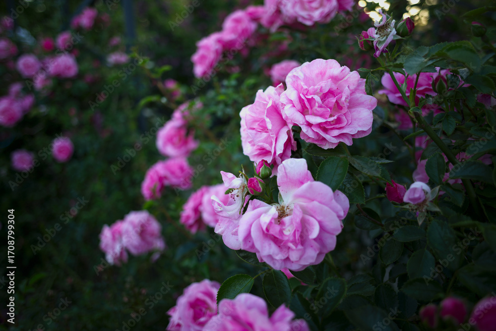 Summer nature rose flower