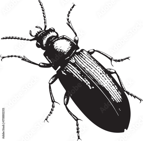 Red flour beetle Pest Farm Insect Vector Illustration, Sketch Drawing Line Linear Symbol Icon Engraving Coloring Book, Hand-drawn Doodle Black and White Isolated