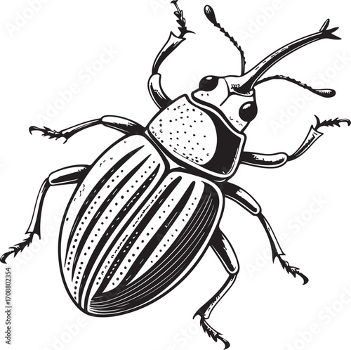 Weevil (rice weevil, maize weevil, cotton boll weevil) Pest Farm Insect Vector Illustration, Sketch Drawing Line Linear Symbol Icon Engraving Coloring Book, Hand-drawn Doodle Black and White Isolated