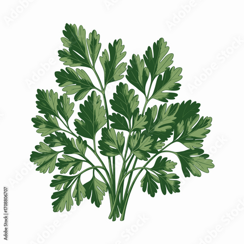 Fresh Parsley Herb Vector Illustration