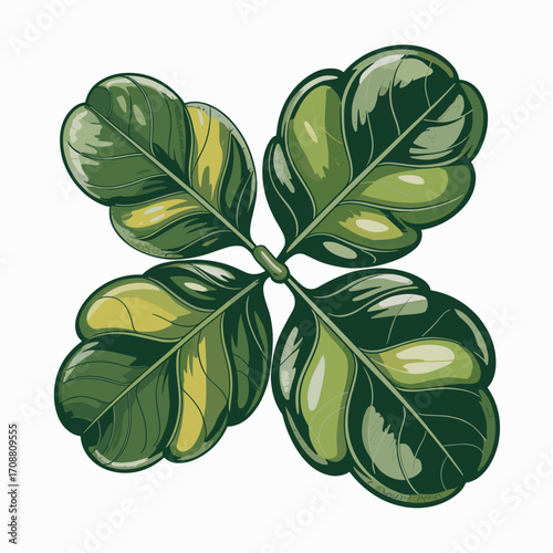 Fresh Basil Leaves Vector Illustration