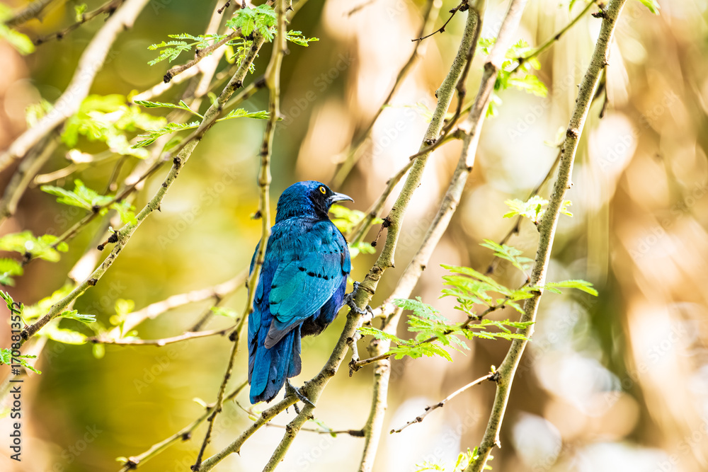 Fototapeta premium Greater Blue Eared Starling