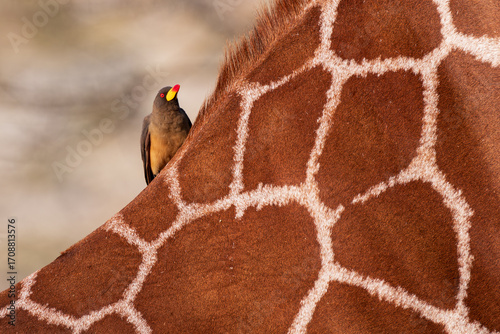 Schilderij op canvas Red-billed oxpeckers