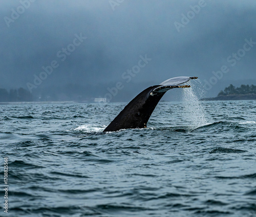 Humpback Wahles Tail
