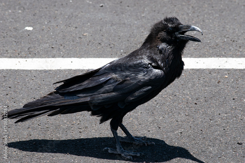 raven on the ground