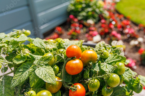 Tomato Plant with Ripe and Unripe Tomatoes