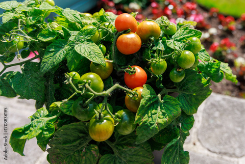 Tomato Plant with Green and Red Tomatoes in Garden