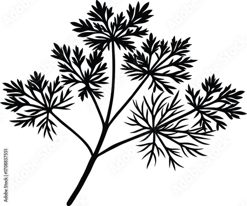 Dill Herb Silhouette Illustration | Dill Plant Outline