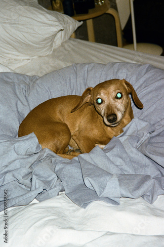 Dog lying on bed