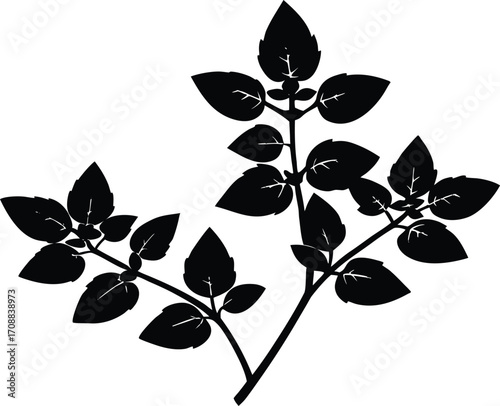 Oregano Sprig Silhouette Illustration | Oregano Herb Outline
