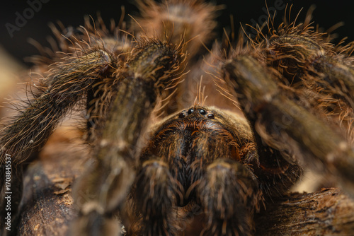 Macro portrait of Euathlus tarantula