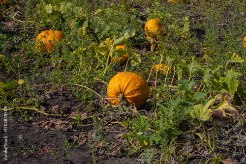 Vibrant orange ripe pumpkin growing in a large pumpkin field under natural daylight, symbol of autumn harvest season, agriculture, organic farming, Thanksgiving traditions