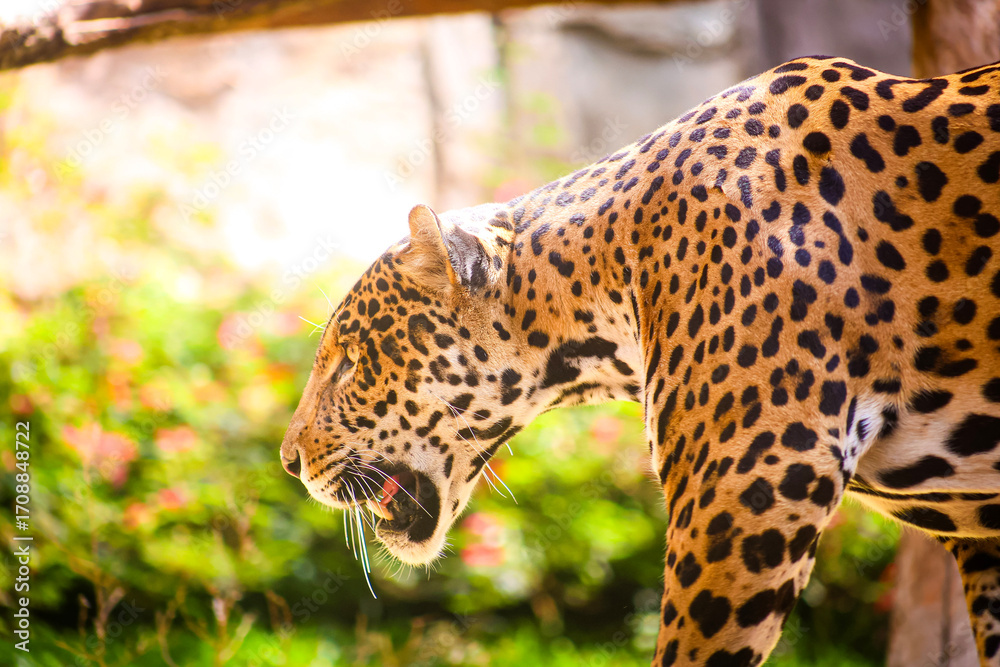 Naklejka premium Tiger