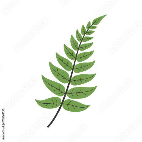 Green fern frond with delicate leaves isolated on transparent background