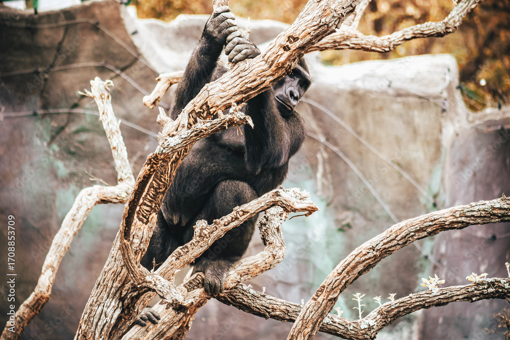 Naklejka premium GORILLA